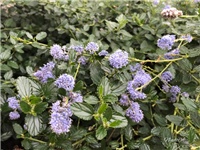 5409a0d2-20181104 Ceanotus d.jpg